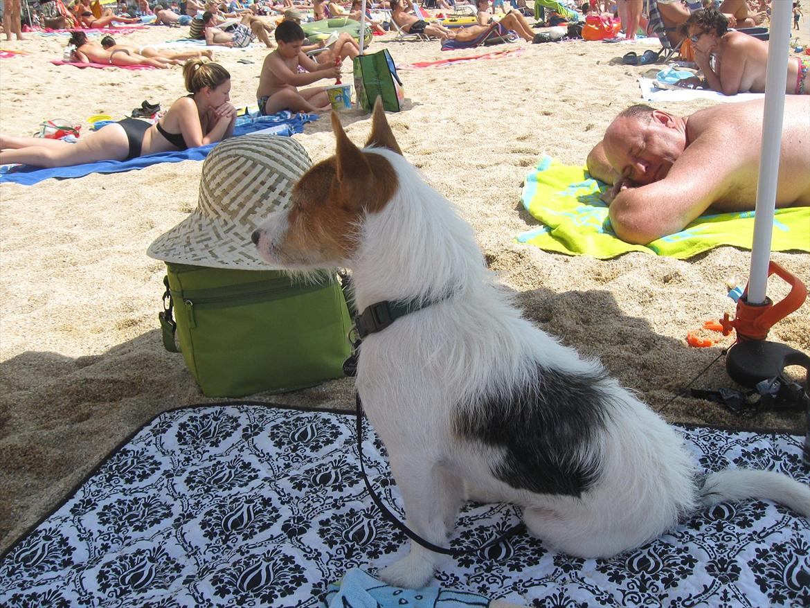 Jack russell terrier Max billede 17