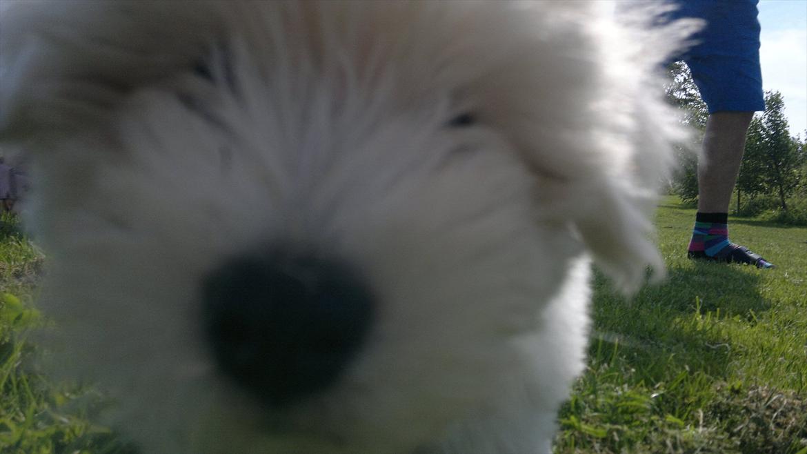 Blanding af racer Walde billede 17