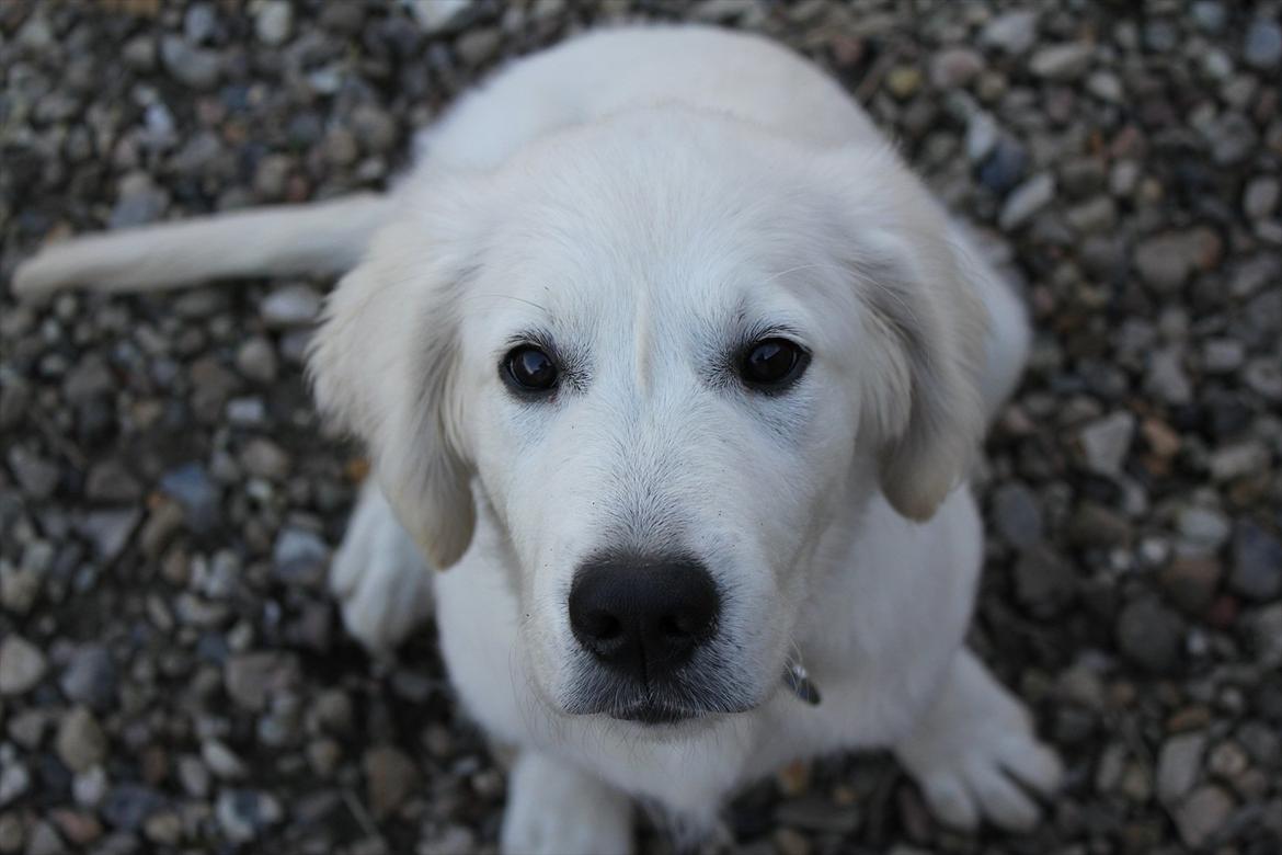Golden retriever Goldenparnas Excalibur - Smukke Cali, 15 uger :) billede 19