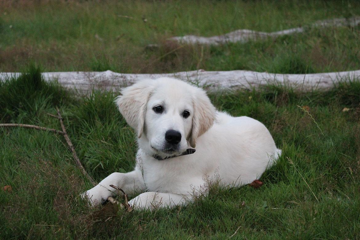 Golden retriever Goldenparnas Excalibur - Smukke manden <3 billede 18