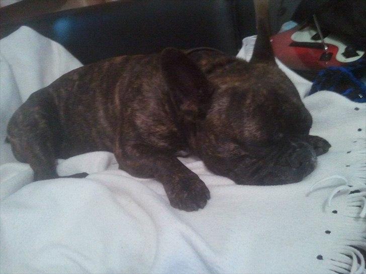 Fransk bulldog Kenzo billede 8