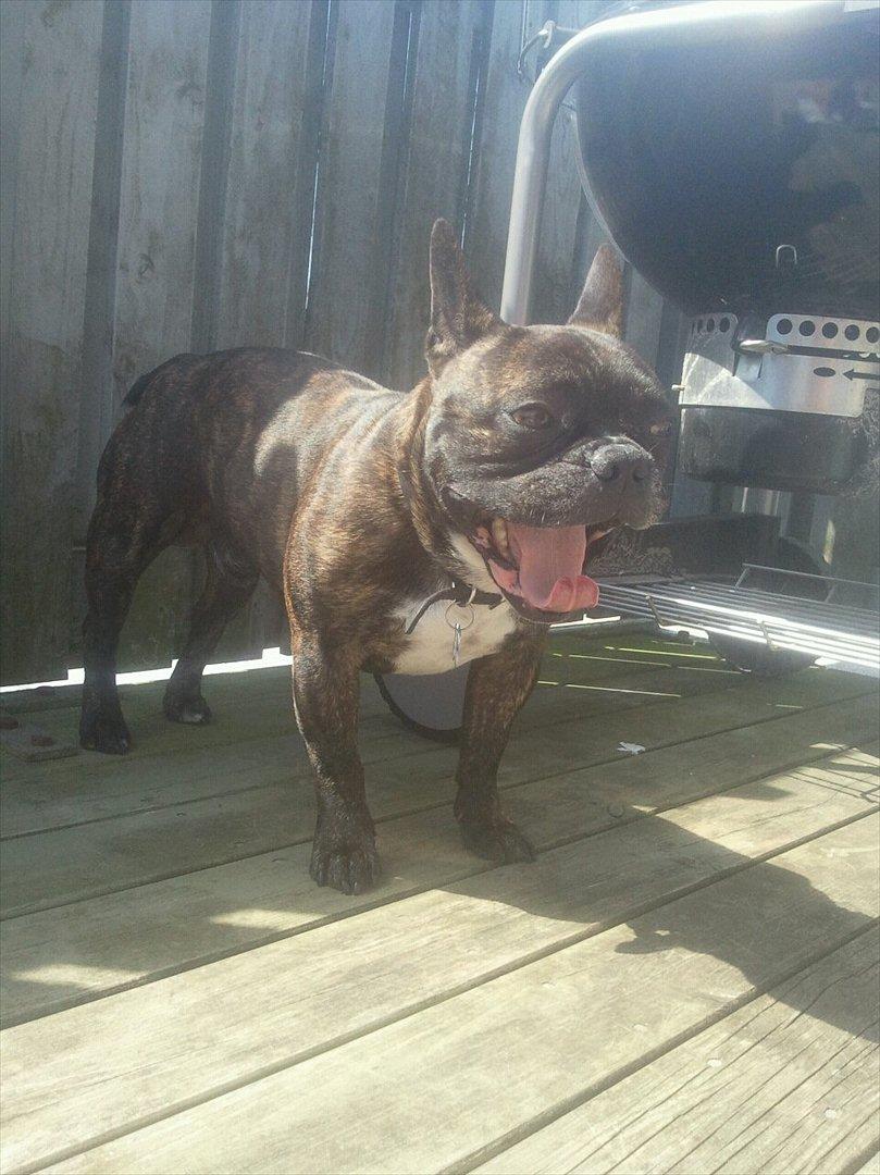 Fransk bulldog Kenzo billede 9