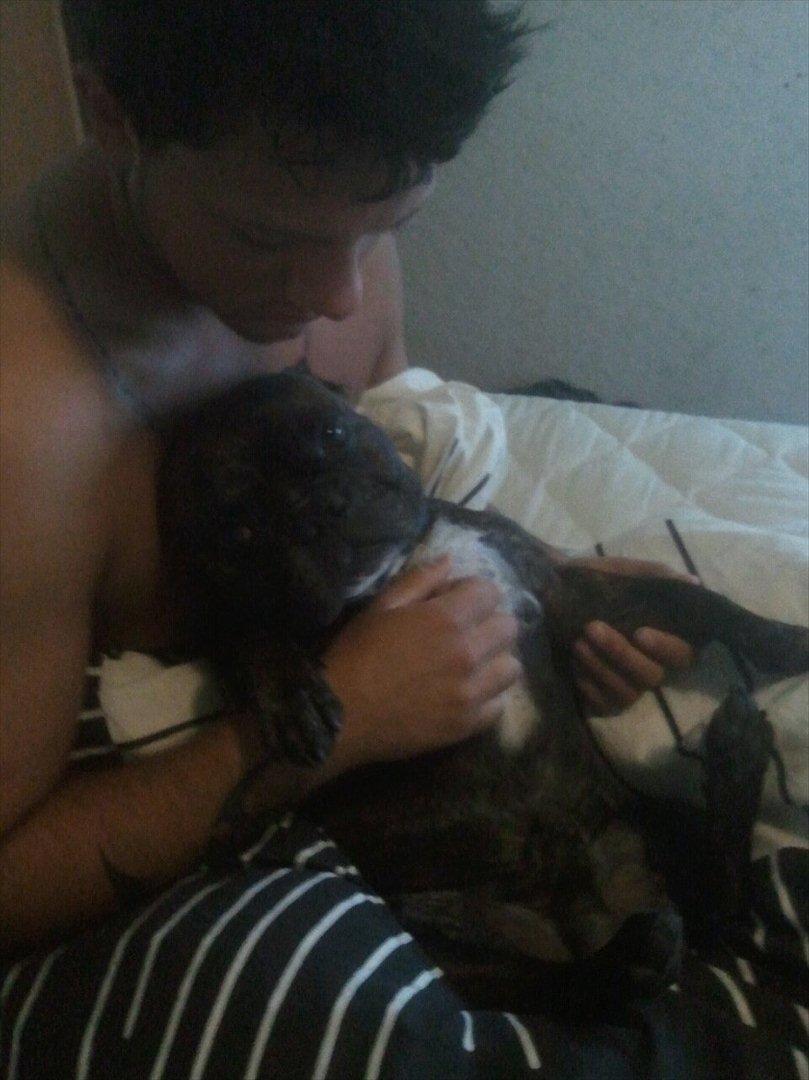 Fransk bulldog Kenzo billede 10