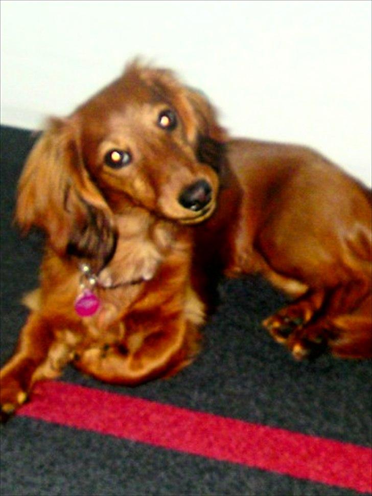 Dværggravhund Nynne billede 1