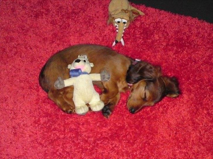 Dværggravhund Nynne billede 2