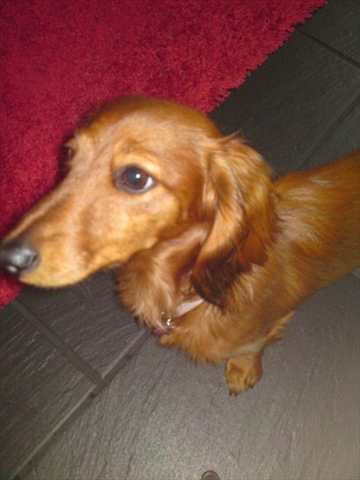 Dværggravhund Nynne billede 3