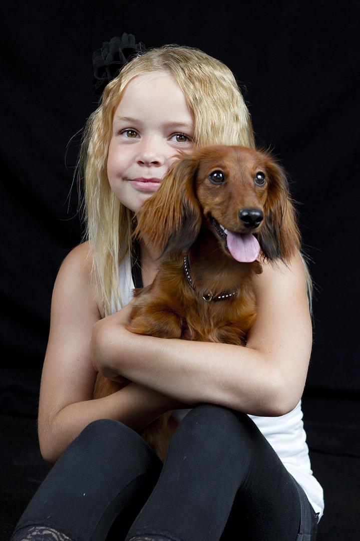 Dværggravhund Nynne billede 4