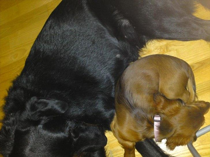 Dværggravhund Nynne billede 5