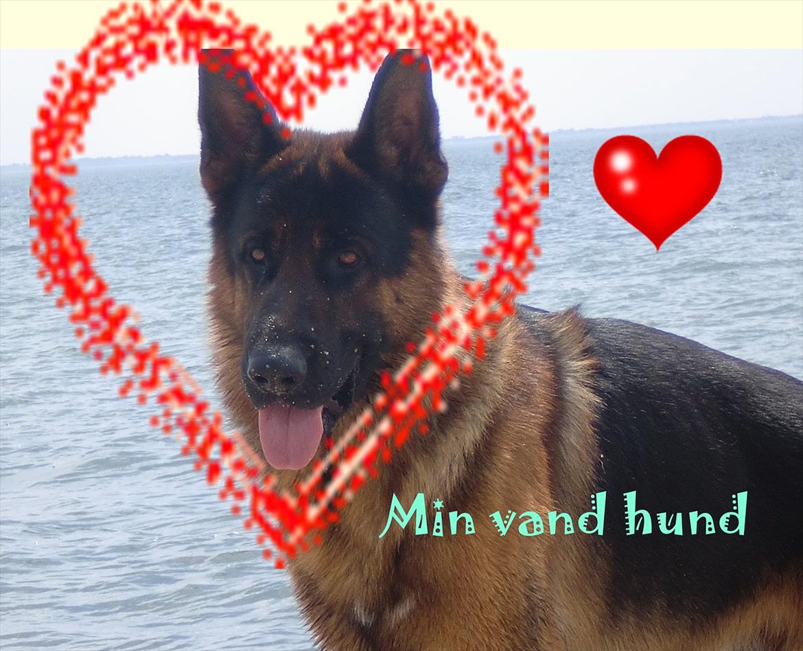 Schæferhund Diesel<3 Den vilde:-* - Elsker dig over alt på hele jorden
<3<3<3
 billede 6