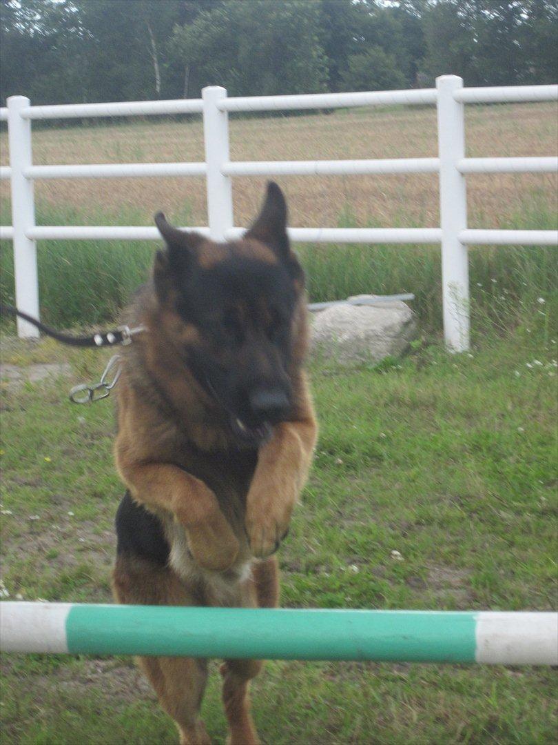 Schæferhund Diesel<3 Den vilde:-* - Velkommen til Diesels Profil. <3 billede 10