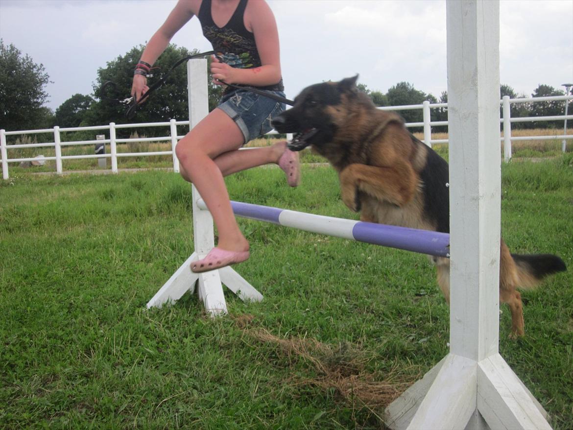 Schæferhund Diesel<3 Den vilde:-* - Du vil ALTID være min
<3 billede 8