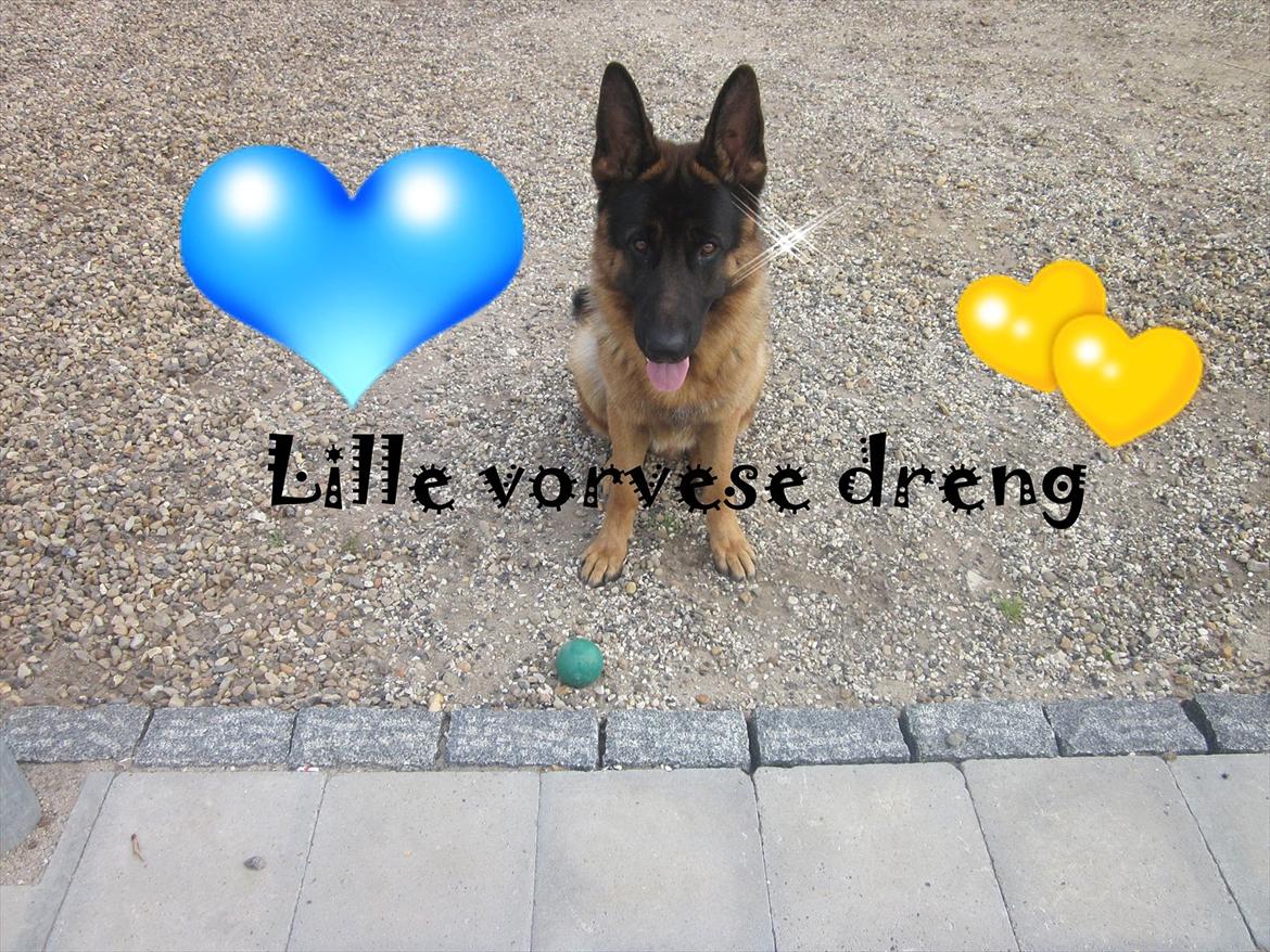 Schæferhund Diesel<3 Den vilde:-* billede 9