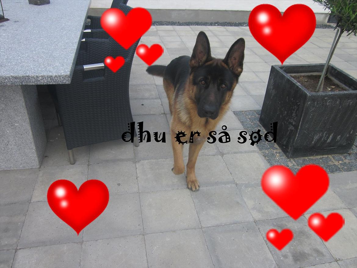 Schæferhund Diesel<3 Den vilde:-* - Jeg elsker min dilder dalder billede 4