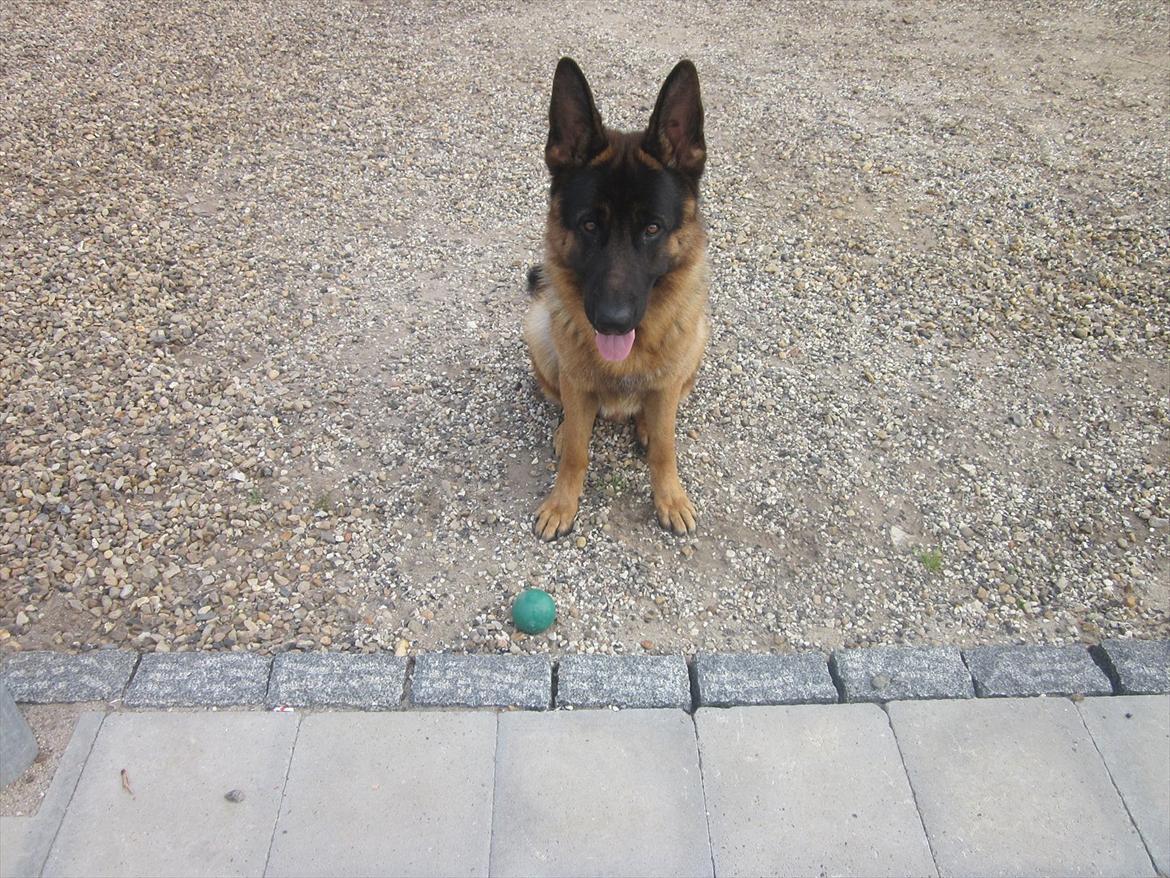 Schæferhund Diesel<3 Den vilde:-* billede 11