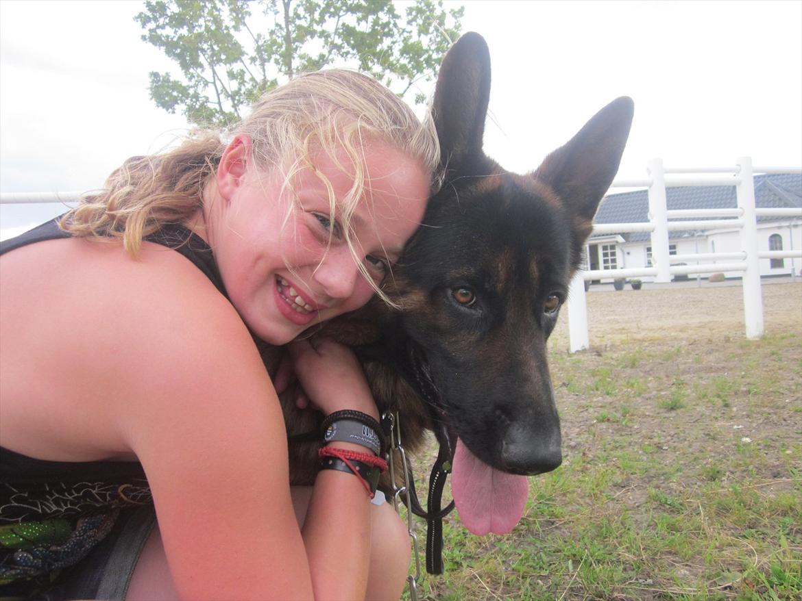 Schæferhund Diesel<3 Den vilde:-* billede 12