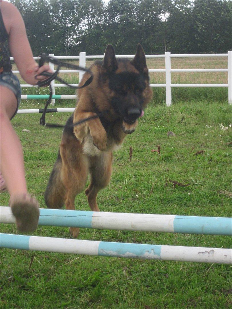 Schæferhund Diesel<3 Den vilde:-* billede 13