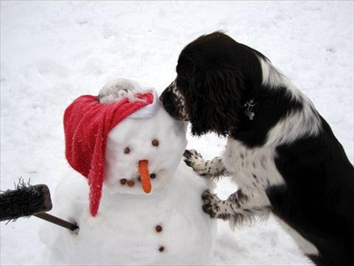 Engelsk springer spaniel Baloo *R.I.P* billede 10