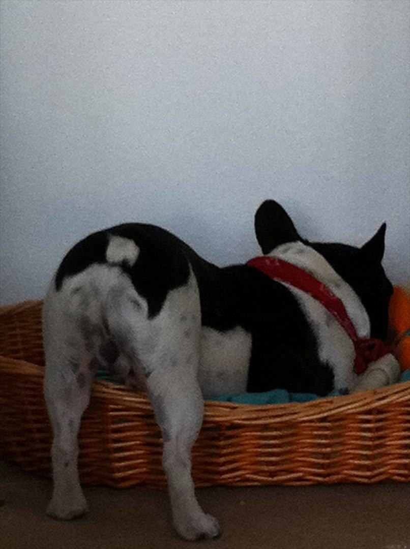 Fransk bulldog Albert billede 12