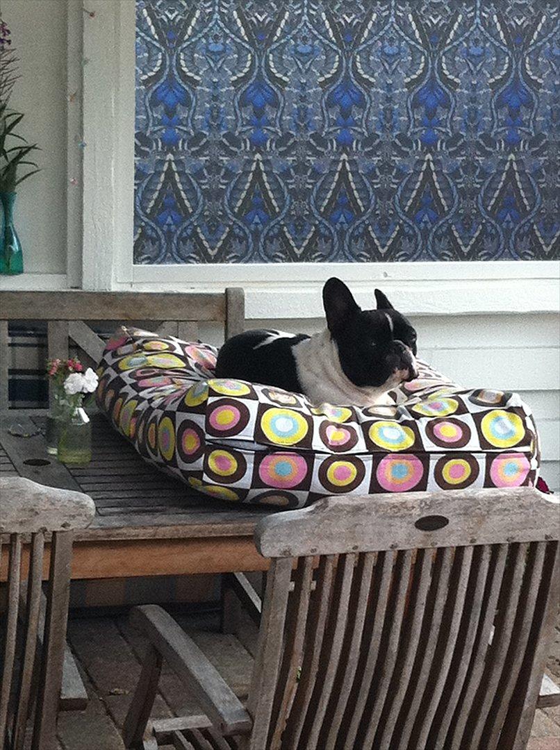 Fransk bulldog Albert billede 13