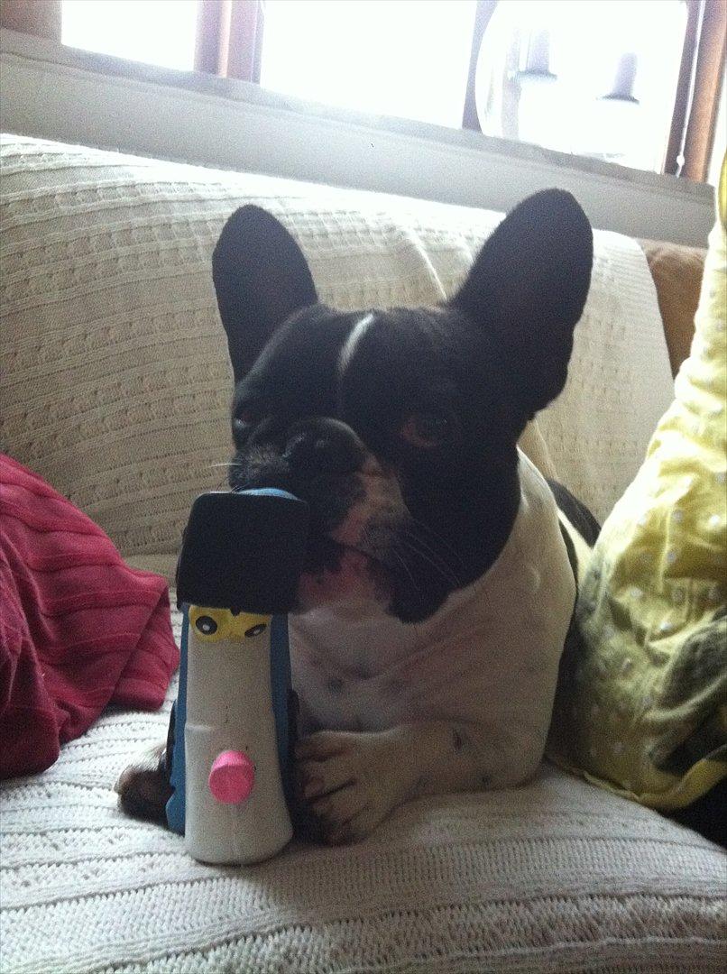 Fransk bulldog Albert billede 14