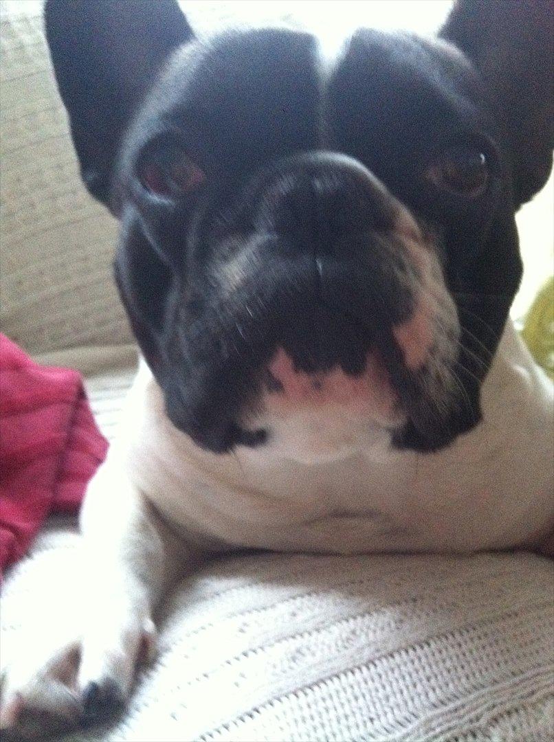 Fransk bulldog Albert billede 15