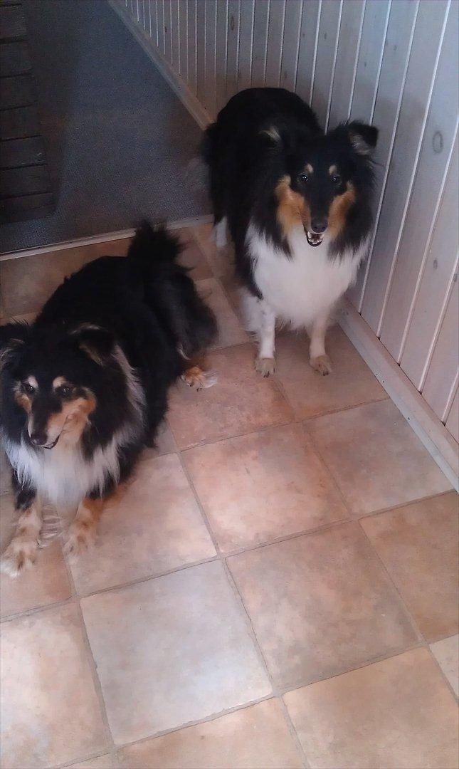 Shetland sheepdog Bella - To dejlige hundier billede 3