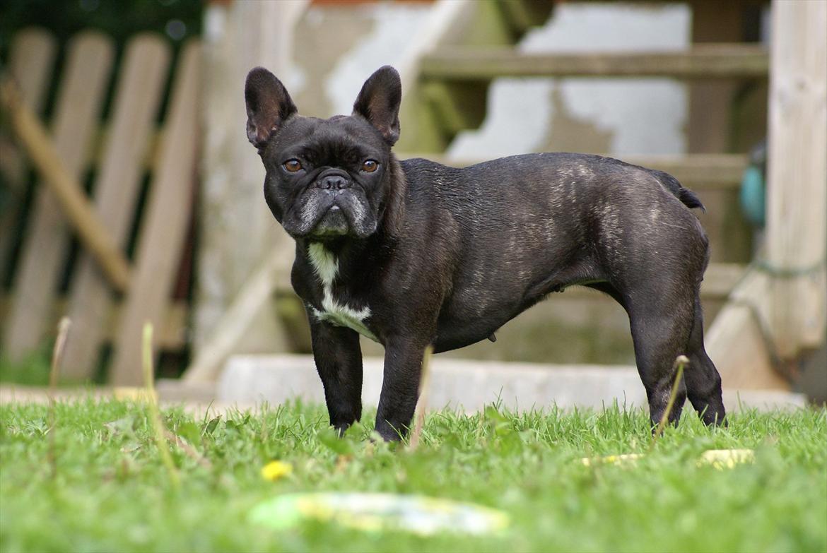 Fransk bulldog Penelope (Lope) billede 1