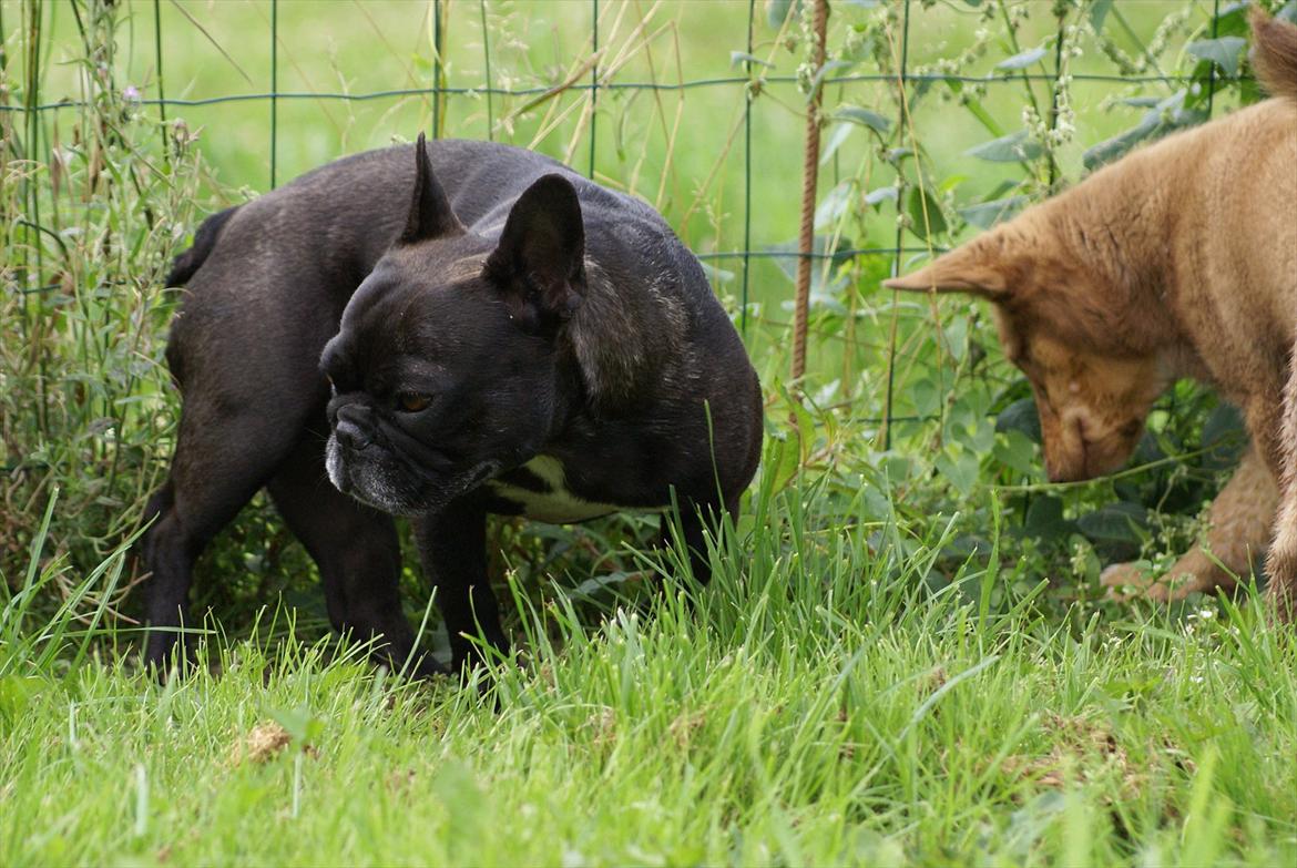 Fransk bulldog Penelope (Lope) billede 4