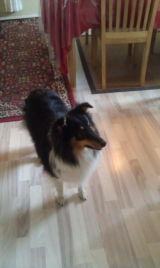 Shetland sheepdog Bella - er der mad? billede 4