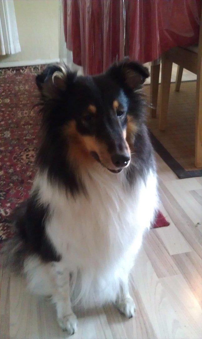 Shetland sheepdog Bella - Smukke Bella velkommen til min profil billede 1