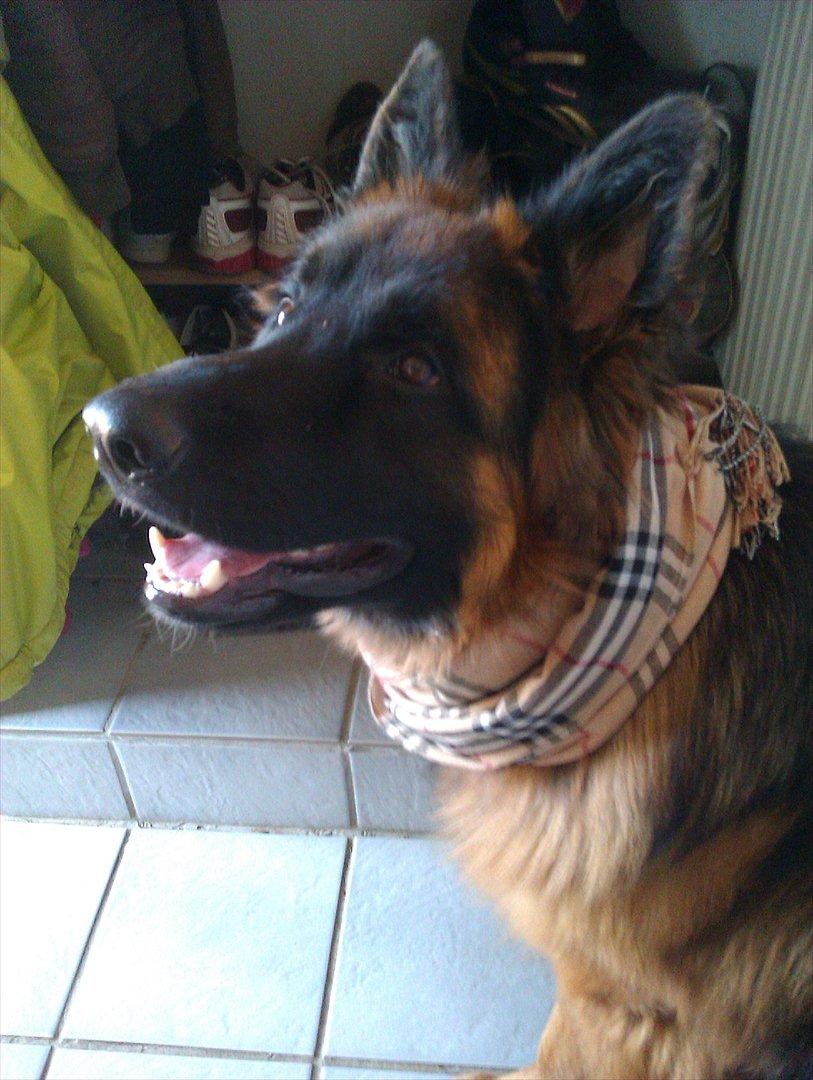Schæferhund (langhåret)Egåen's Bosco<33 - Bosco har lige fået mit halstørklæde på!XD billede 2