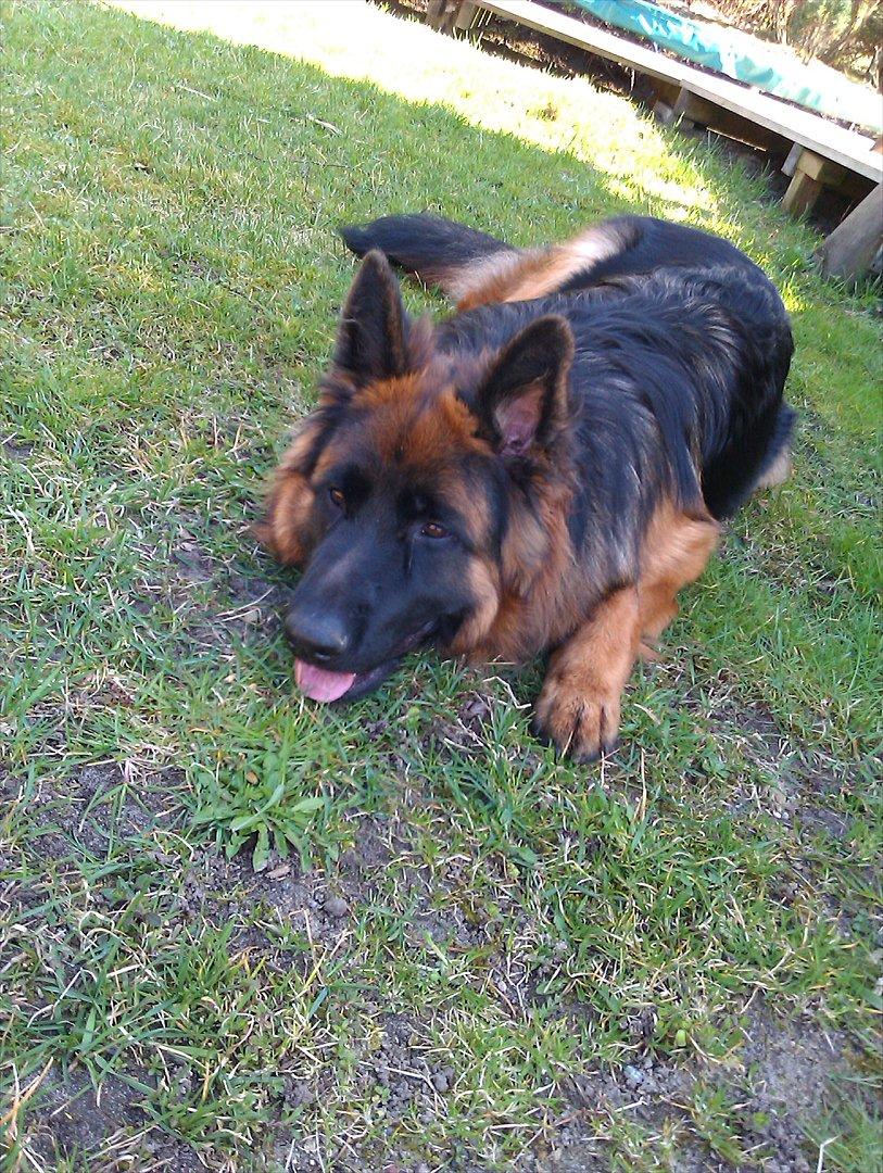 Schæferhund (langhåret)Egåen's Bosco<33 - slapper af<'33 billede 3