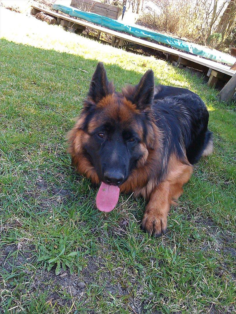 Schæferhund (langhåret)Egåen's Bosco<33 billede 4