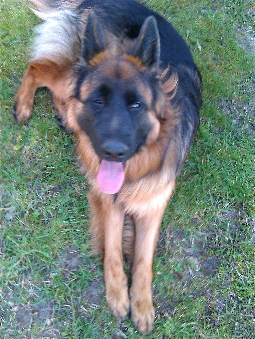 Schæferhund (langhåret)Egåen's Bosco<33 - lidt dum har man da lov til at se ud!XD billede 5
