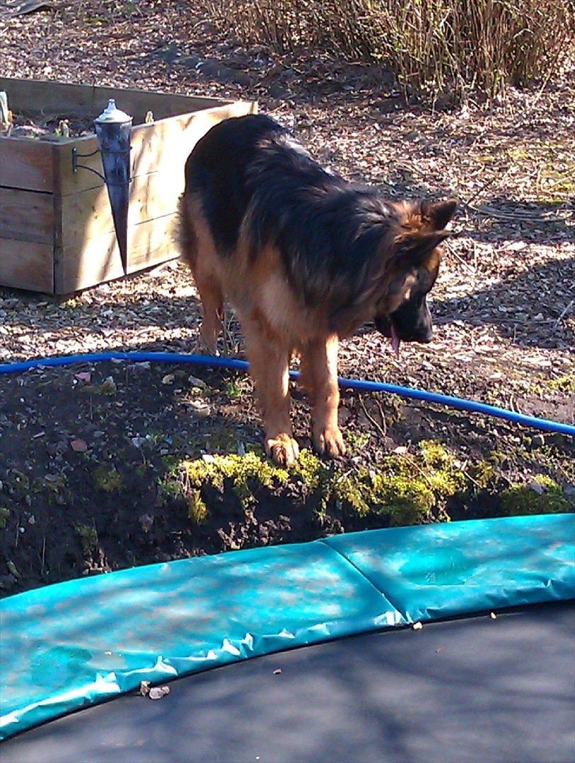 Schæferhund (langhåret)Egåen's Bosco<33 - Bosco overvejer om han skal hoppe over på trampolinen!XD billede 6