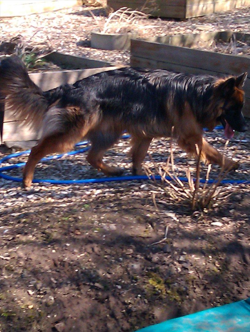 Schæferhund (langhåret)Egåen's Bosco<33 - Ska' jeg gøre det??XD billede 7