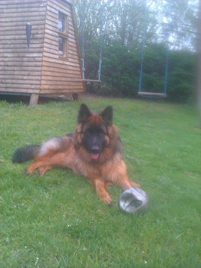 Schæferhund (langhåret)Egåen's Bosco<33 - Søde lille vuf med hans yndlings bold!!(; billede 8