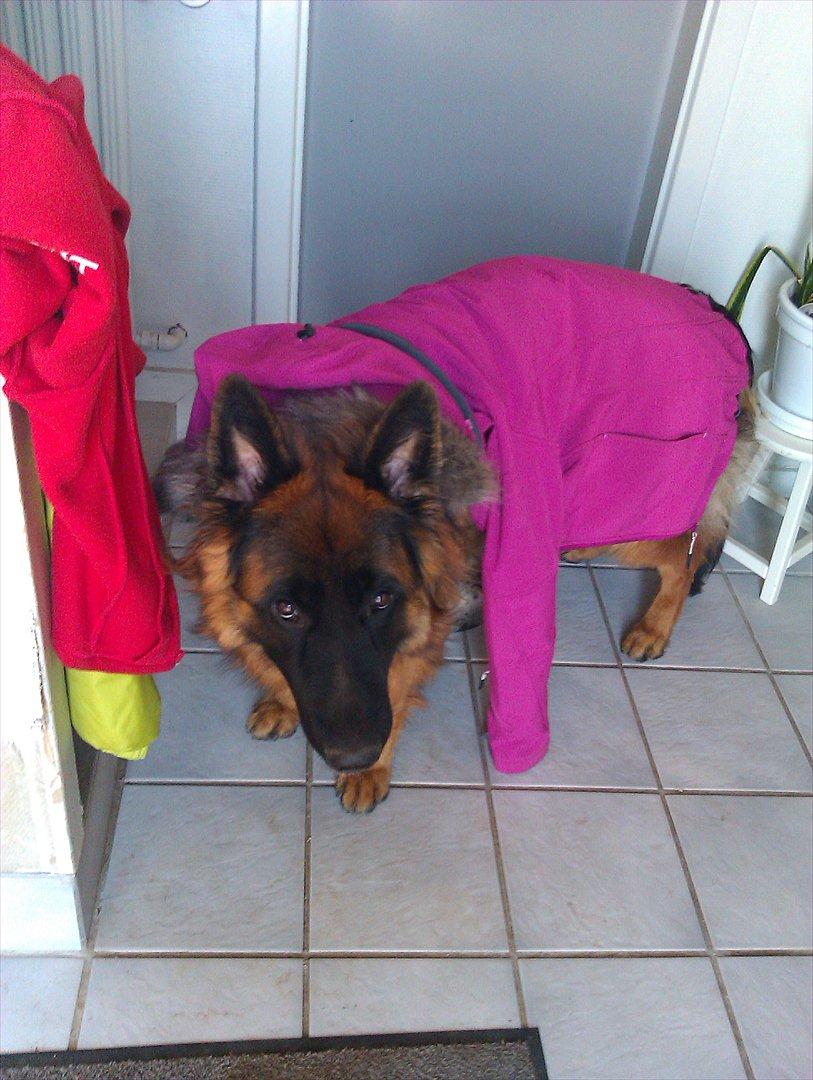 Schæferhund (langhåret)Egåen's Bosco<33 - Hi Hi, har lige givet Bosco min jakke på!XD billede 9