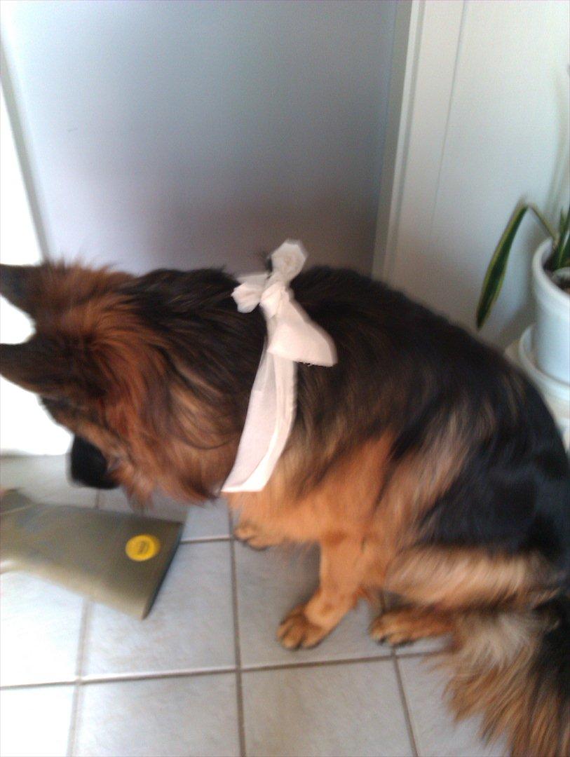 Schæferhund (langhåret)Egåen's Bosco<33 - Bosco har lige fået en lille toiletpapirs sløjfe på!XDmens han undersøger en gummistøvle.Ha HaXD billede 10