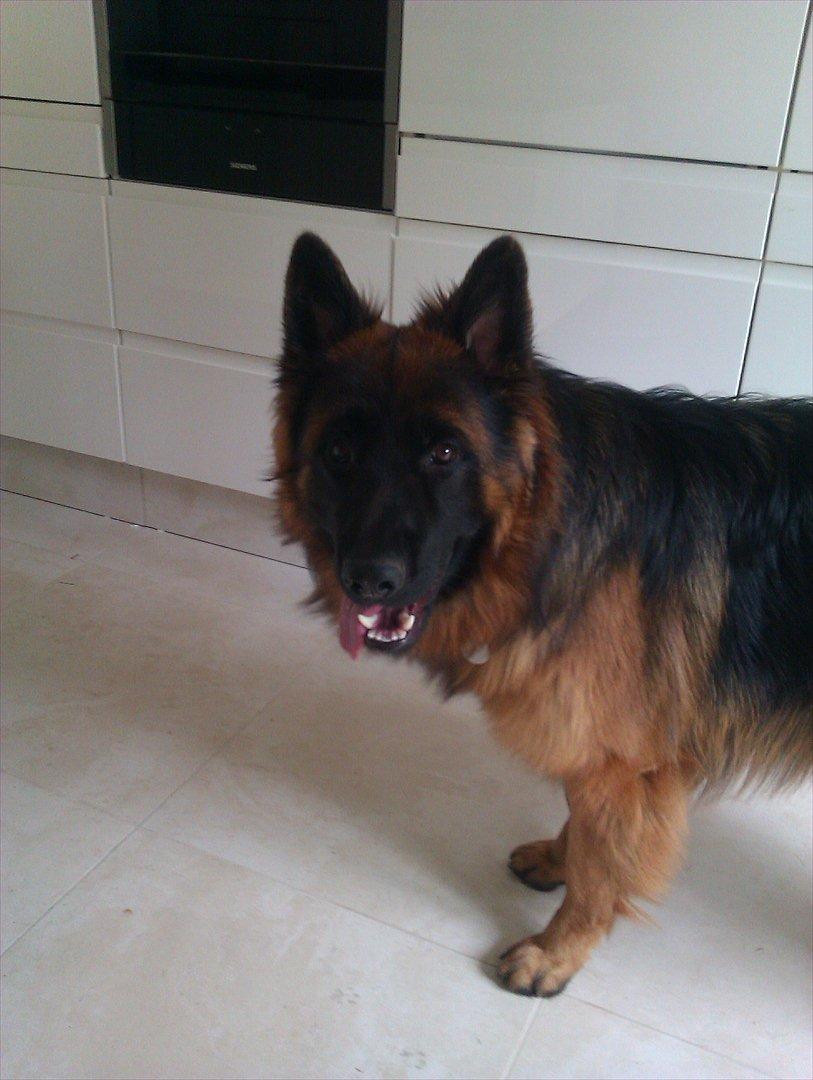 Schæferhund (langhåret)Egåen's Bosco<33 - Hei<3 billede 11