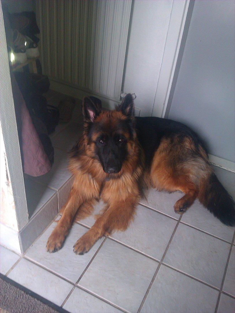 Schæferhund (langhåret)Egåen's Bosco<33 - jeg er træt! billede 12