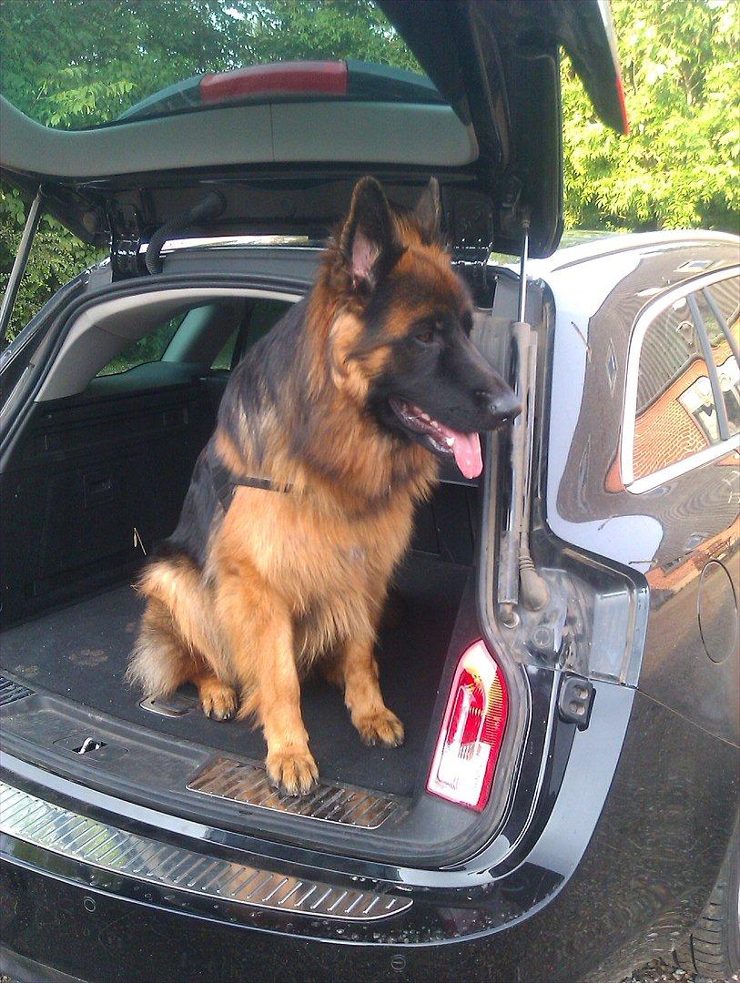 Schæferhund (langhåret)Egåen's Bosco<33 - Han er god til at køre i bil<3333 billede 13