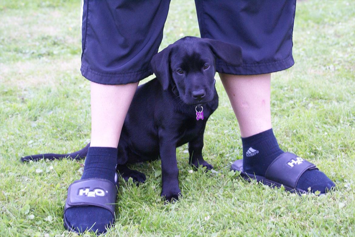 Labrador retriever Qila billede 1