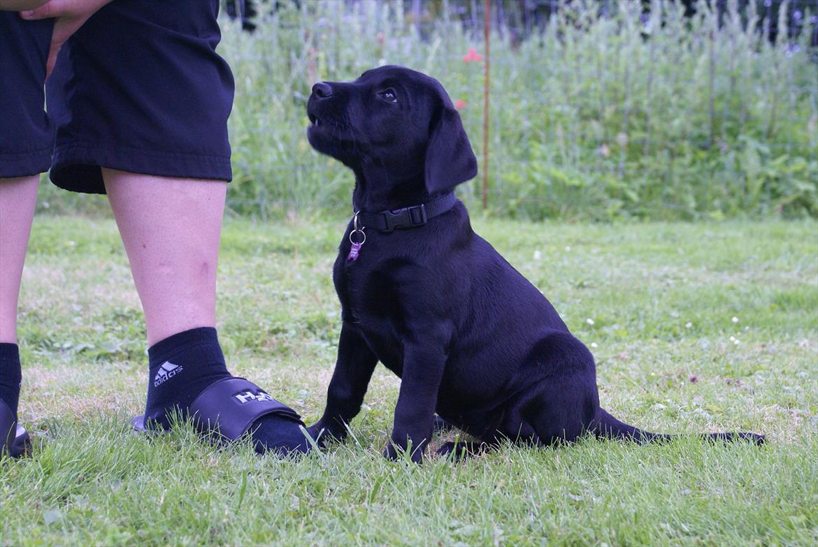 Labrador retriever Qila billede 2