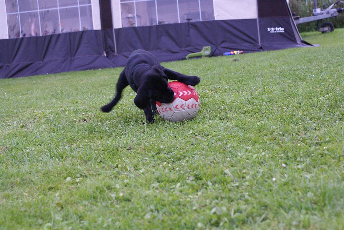 Labrador retriever Qila billede 3