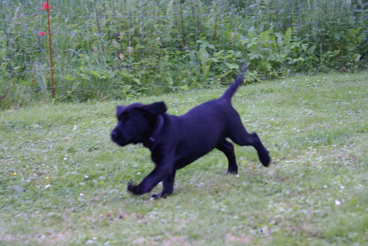 Labrador retriever Qila billede 4