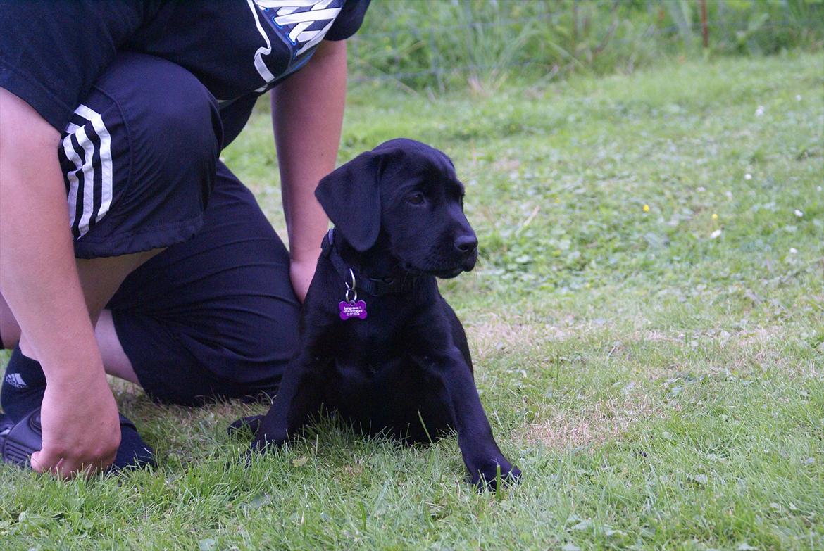 Labrador retriever Qila billede 5