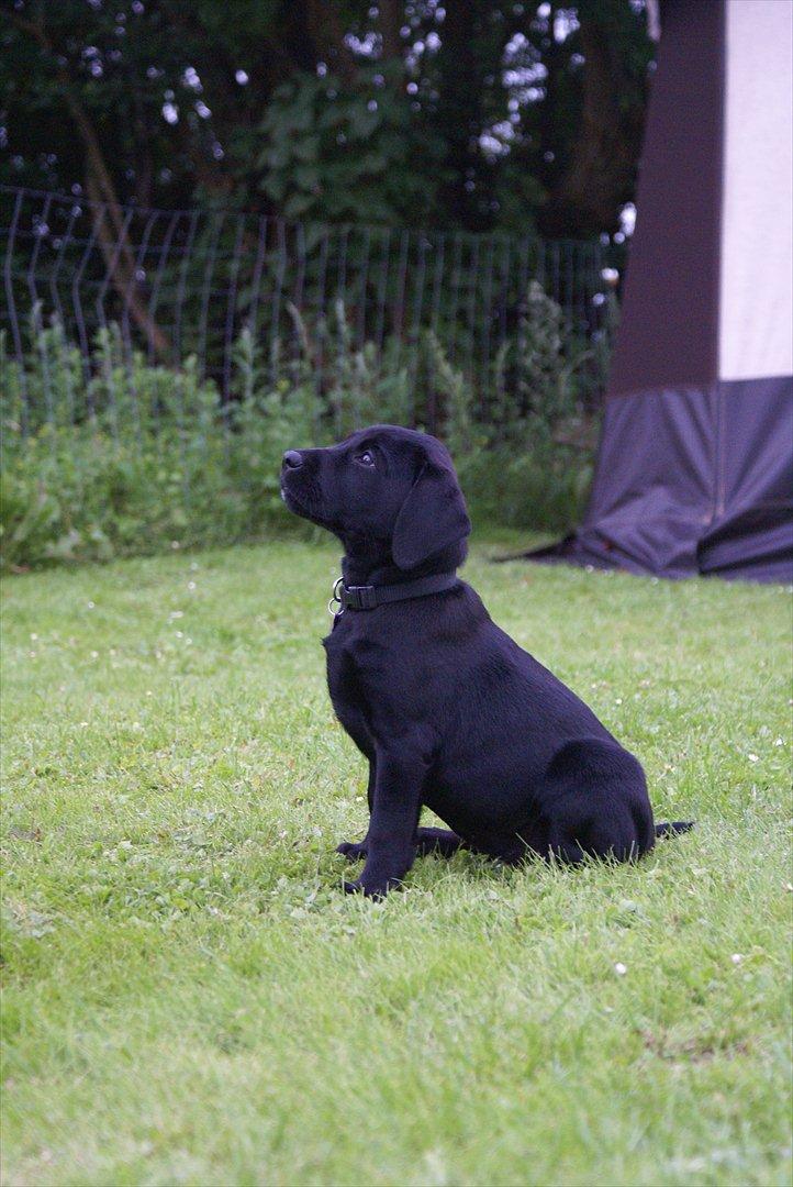 Labrador retriever Qila billede 6