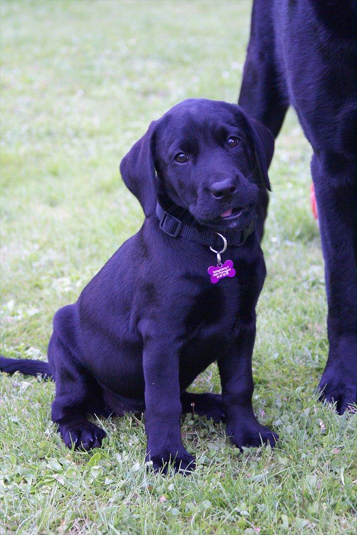 Labrador retriever Qila billede 7