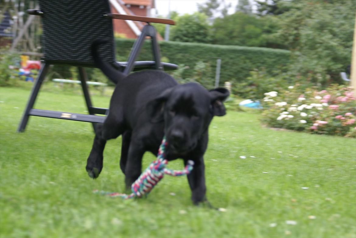 Labrador retriever Qila billede 8